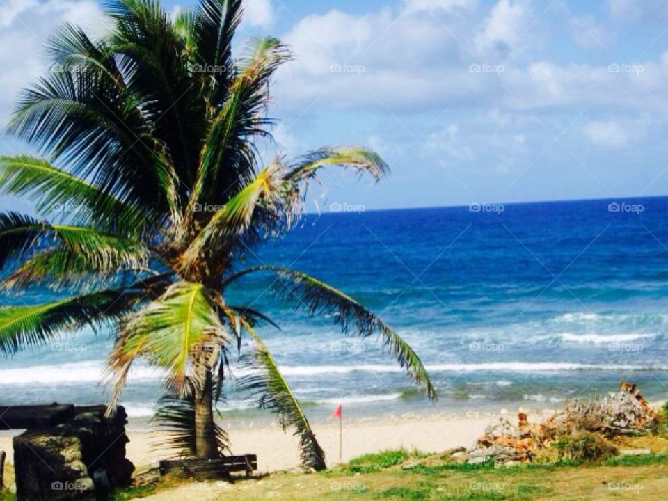Beach. Barbados 