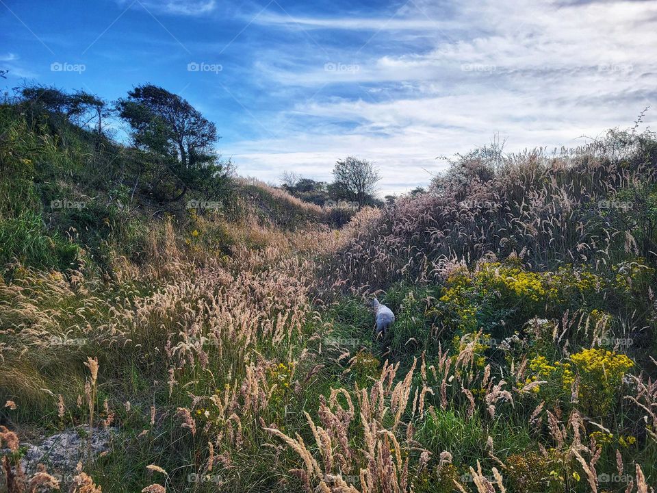 Beautiful light in the dunes of Burgh Haamstede in the Netherlands