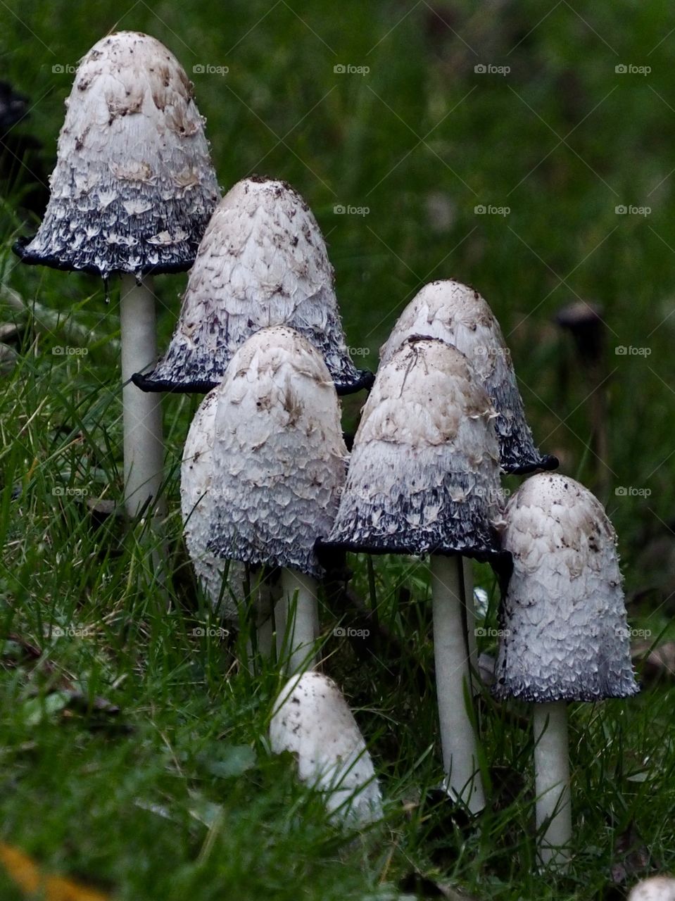 Mushrooms 