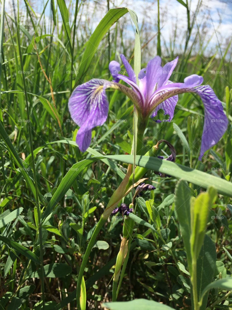 Quebec’s iris versicolore (blue iris) in Saguenay by spring