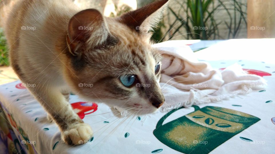 Gato curioso sobre a mesa.