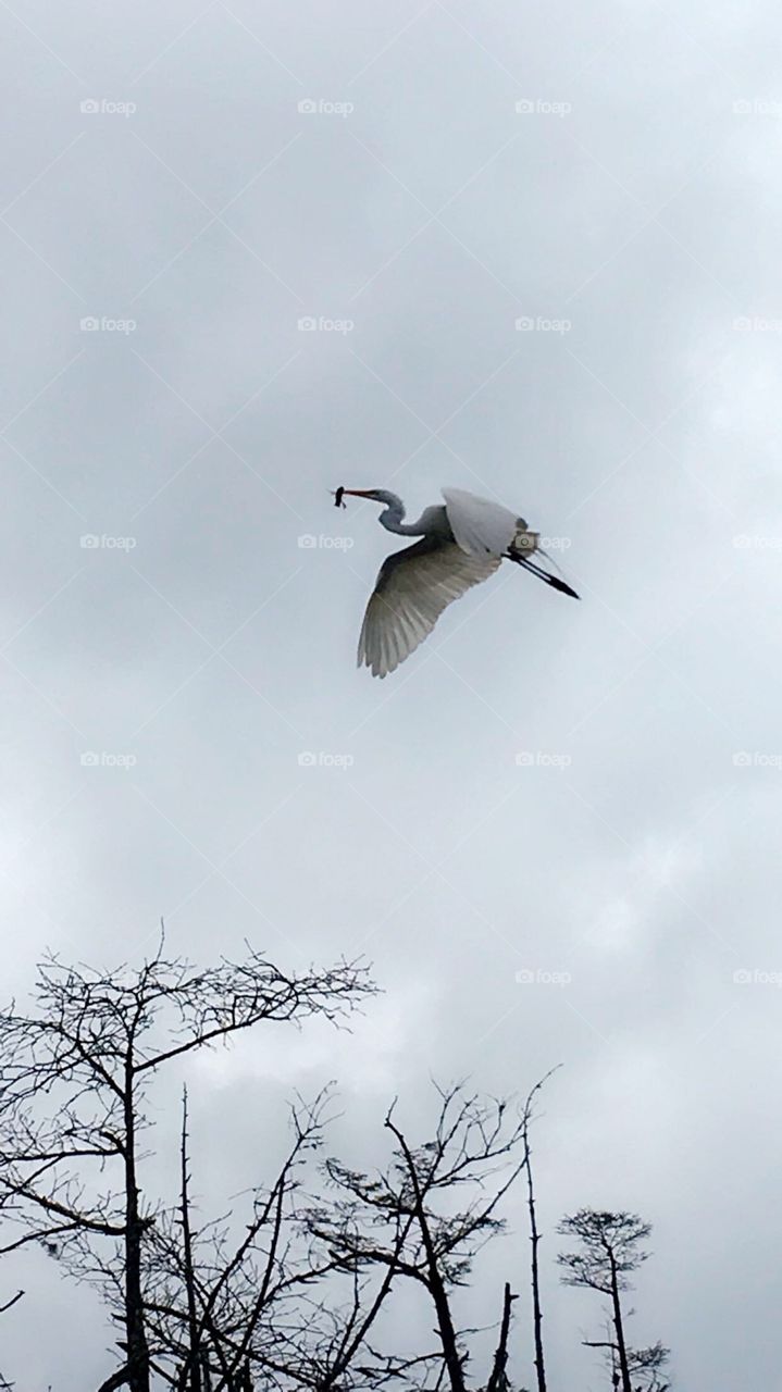 The Capture. Birdwatching near the Texas and Louisiana border. White bird carries a crawfish over head. 