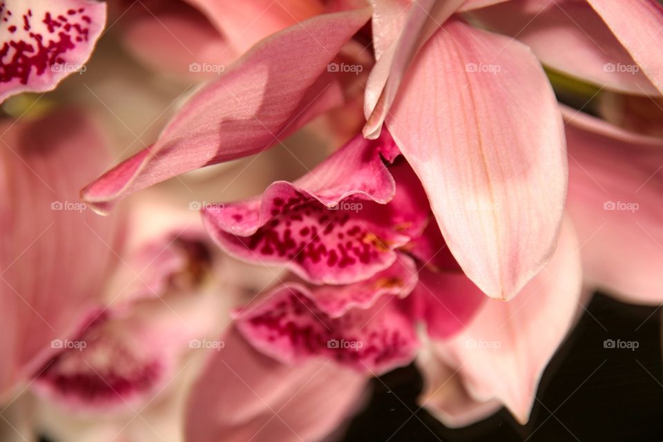 A bright pink orchid on a mirror