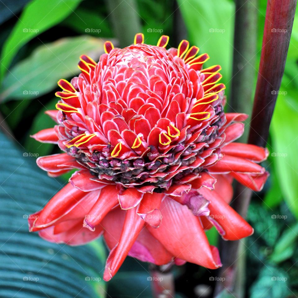 Close-up of red flower