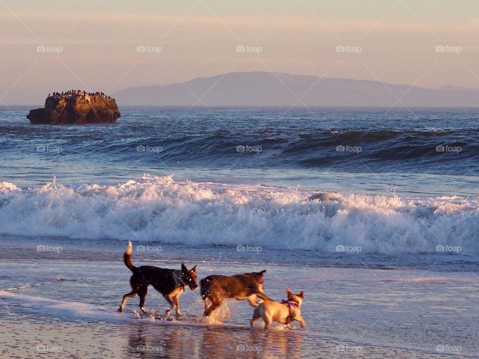 Dogs playing in the waves.