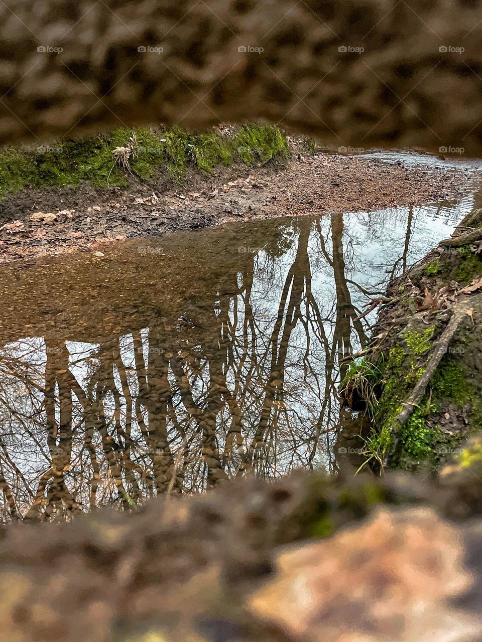 Trees reflected in woodland puddle through tree roots