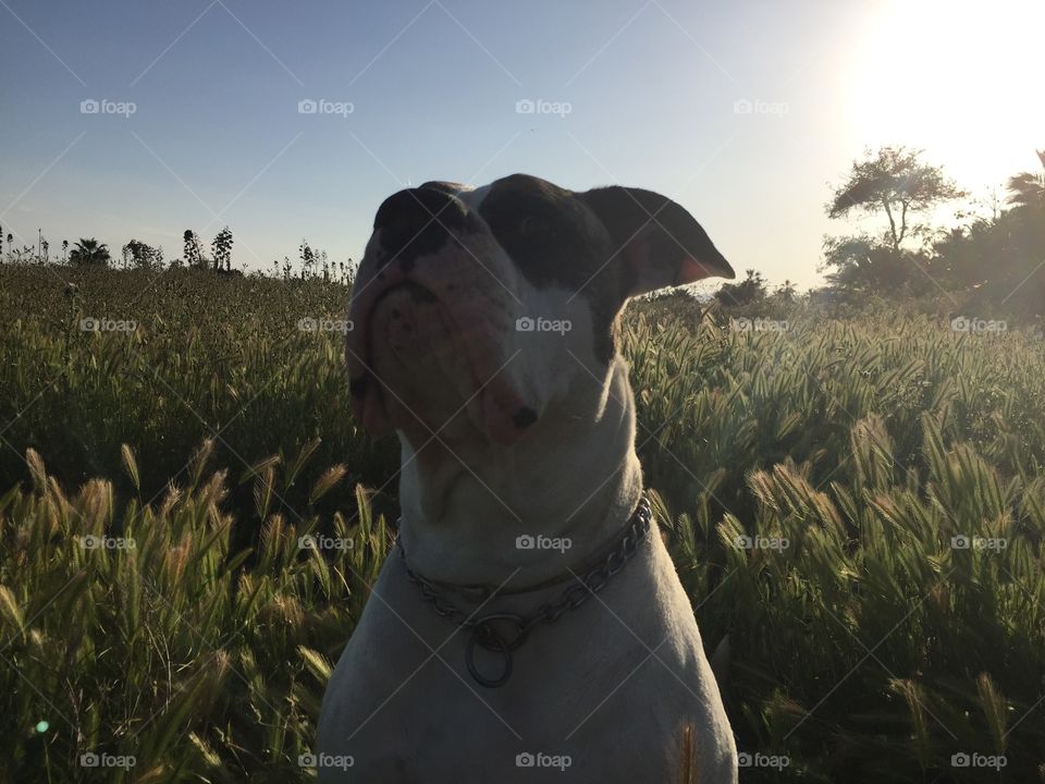 American Bulldog with a vision.