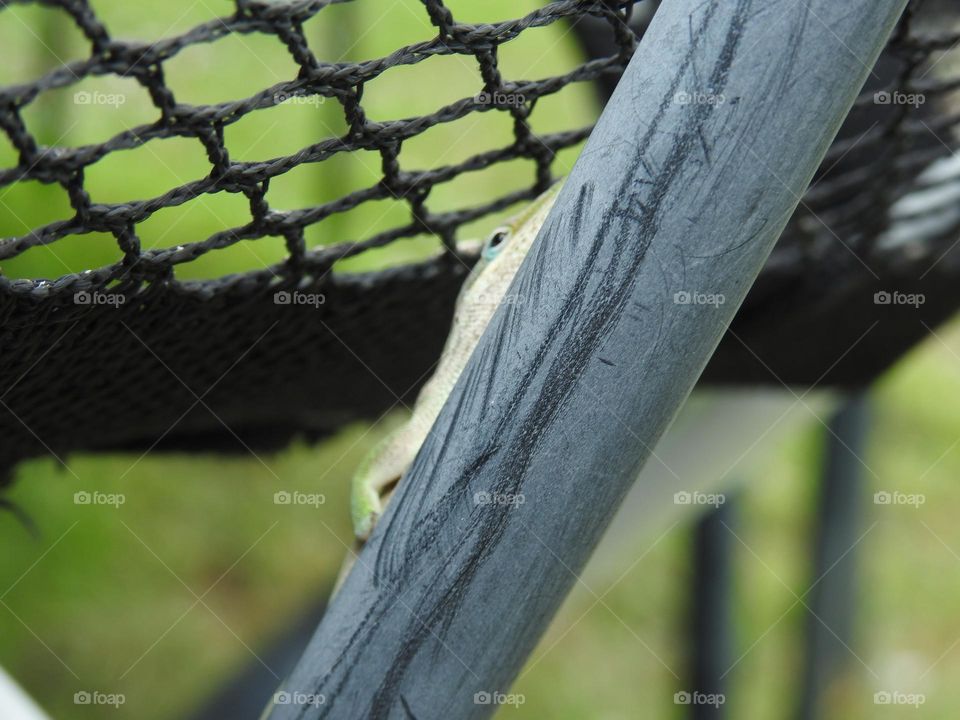 Net on a trampoline closeup with a green anole laying on a black rod outside hiding.