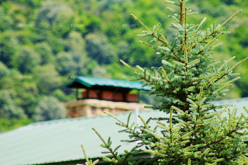 Treetop