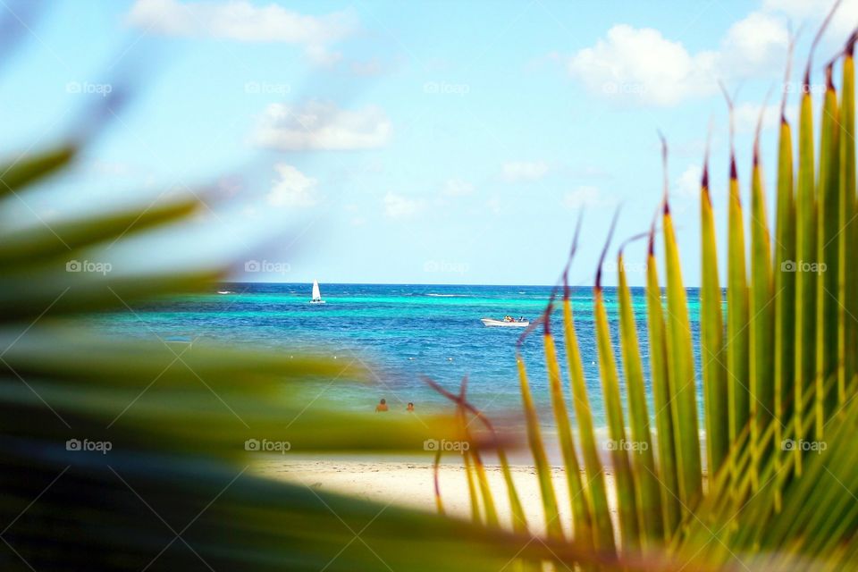 View of the beach in the Caribbean through Palm tree branch