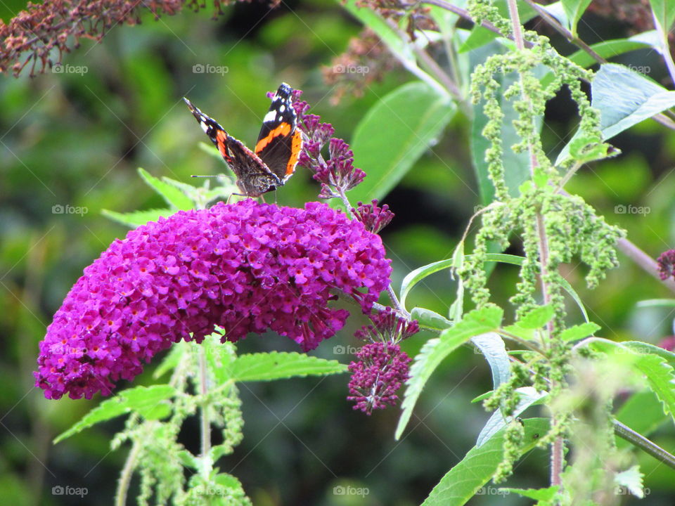 Red admiral butterfly feeding on a buddlea