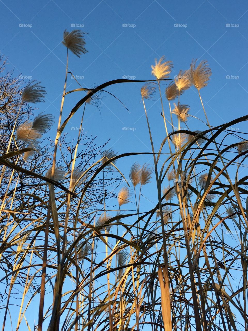 Fall Grasses 