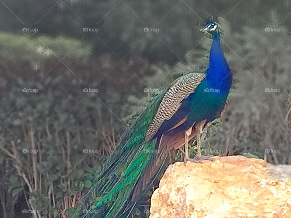 Peacock 