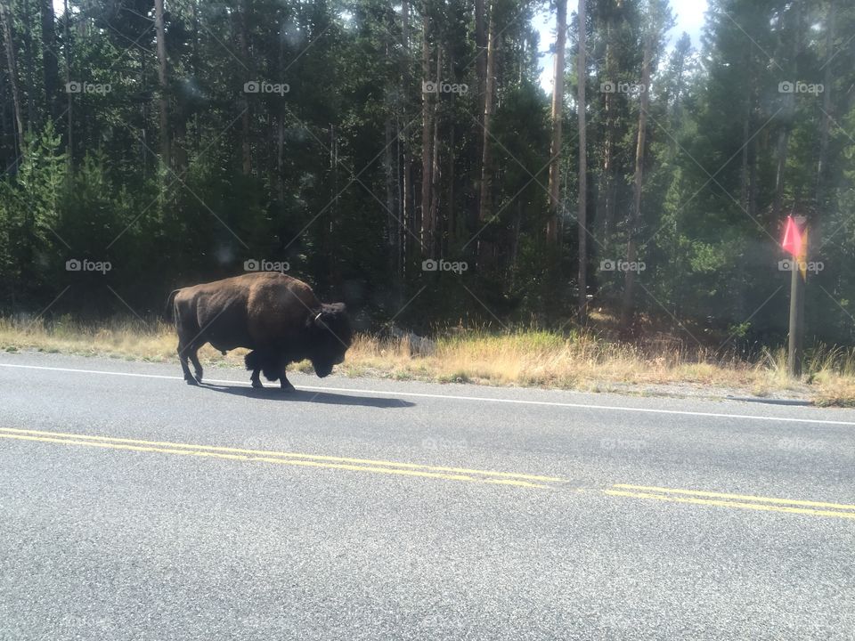 Roadside buffalo in Yellowstone National Park. 