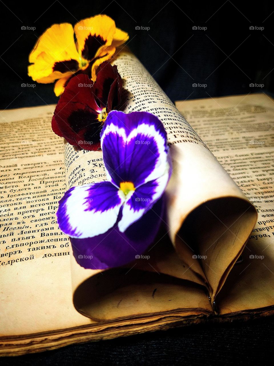 An old book, the pages of which have turned yellow from to time. The pages of the book are folded in the form of a heart and three flowers lie on them: purple-white, dark burgundy and yellow. The book is a symbol of knowledge.