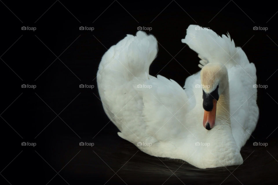 Swan on black water 2