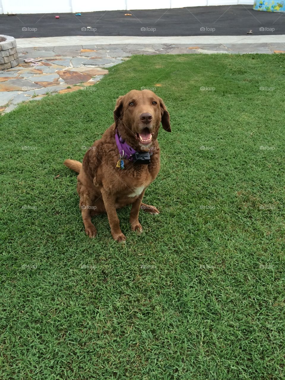 Sitting Retriever