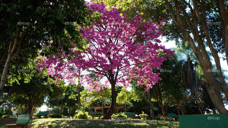 Esta árvore, é um lindo Ipê, plantada sobre um antigo cemitério em uma cidade brasileira.