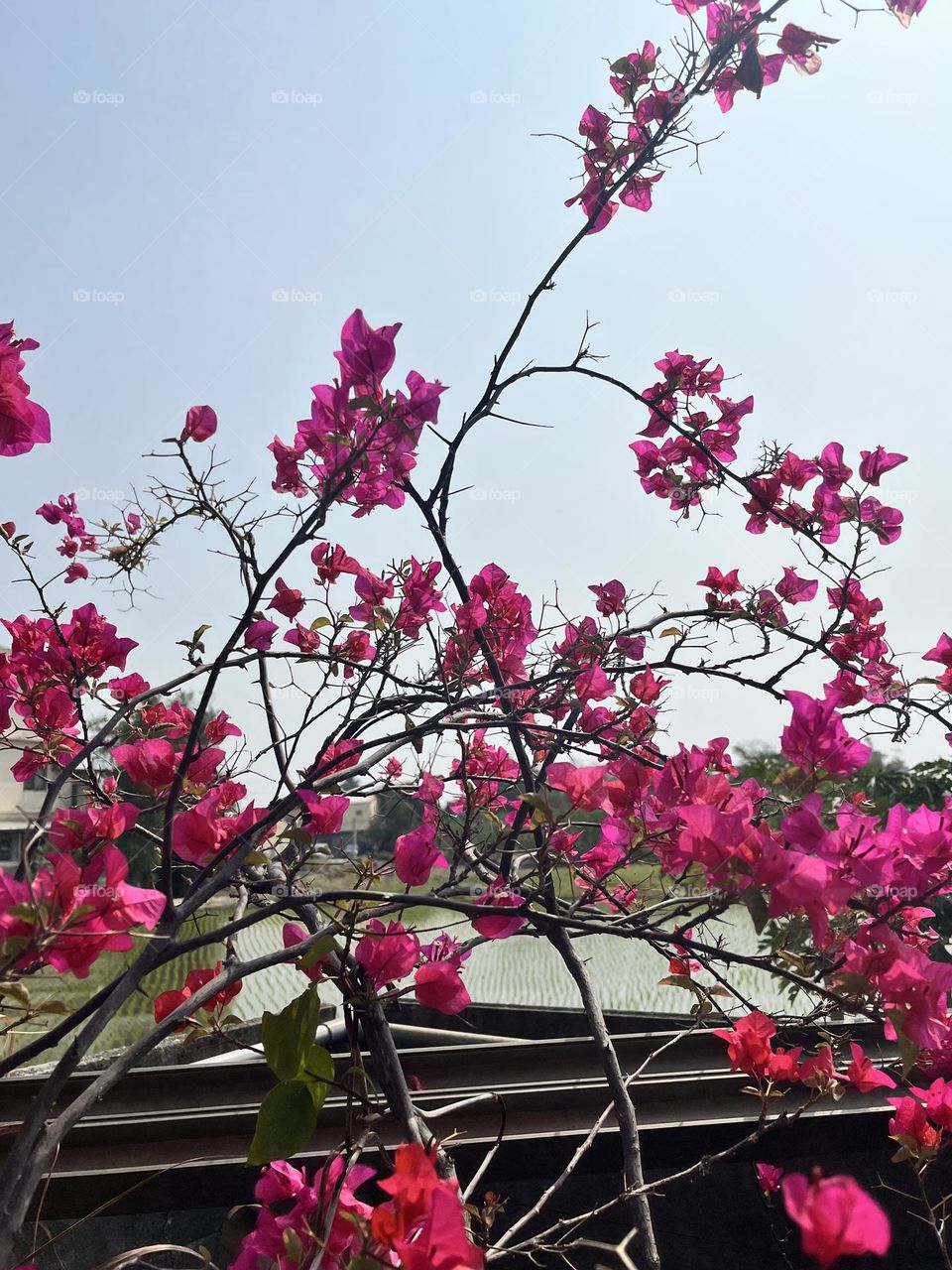 getting ready for summer