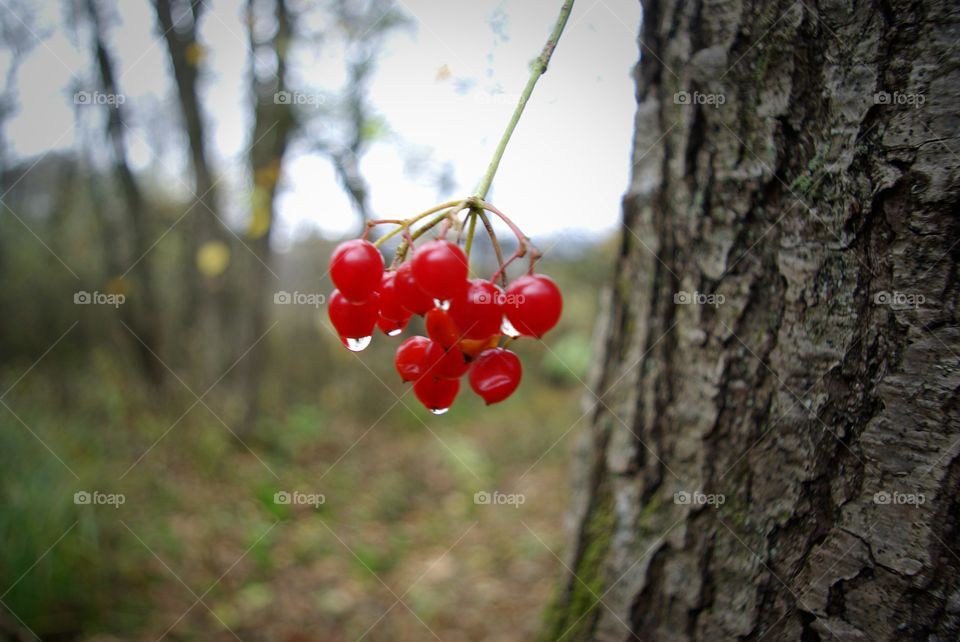 Autumn impressions