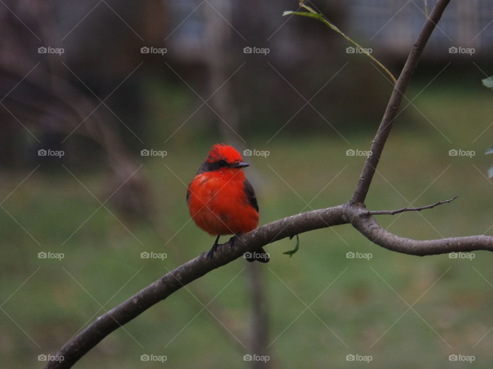 Red Bird
A little red bird at the florest on Bertioga(Brazil) called Vermilion Flycatcher(Pyrocephalus Rubinus) on Brazil called "Principe"(prince) 
Most common on winter