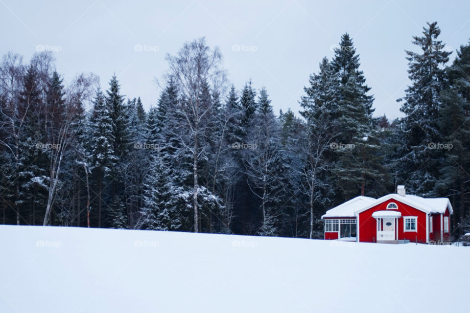 snow winter red white by bradman