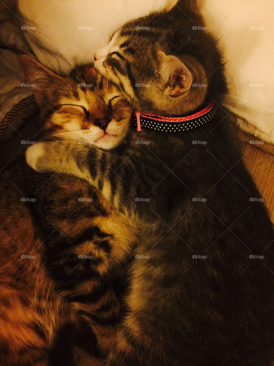 Two sleeping kitten