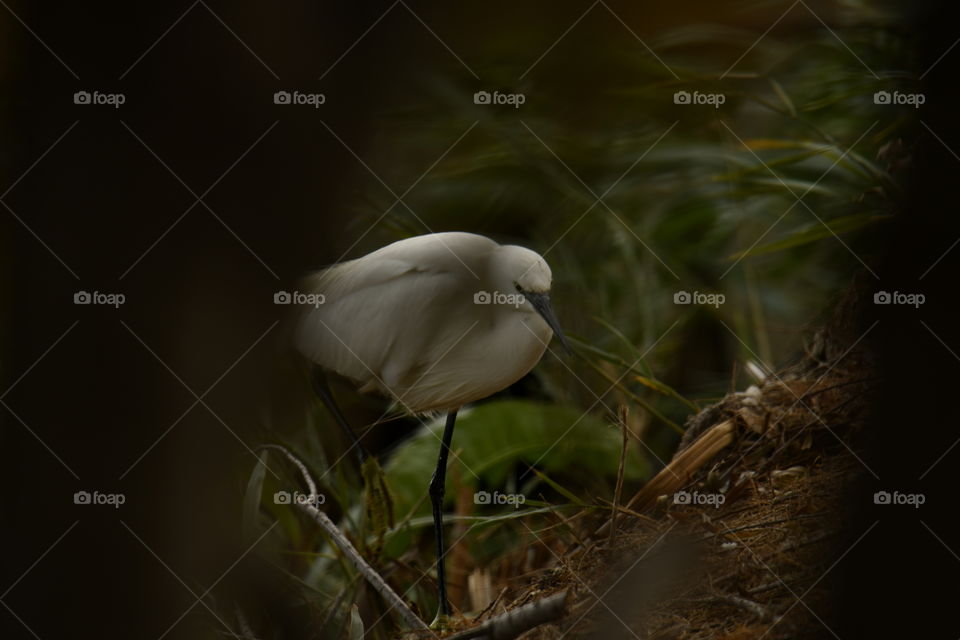 Gaceta común-Common Gazette