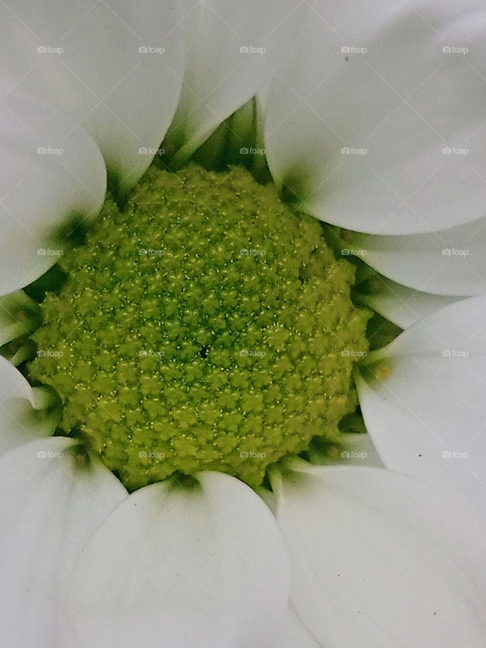 White and Green Life