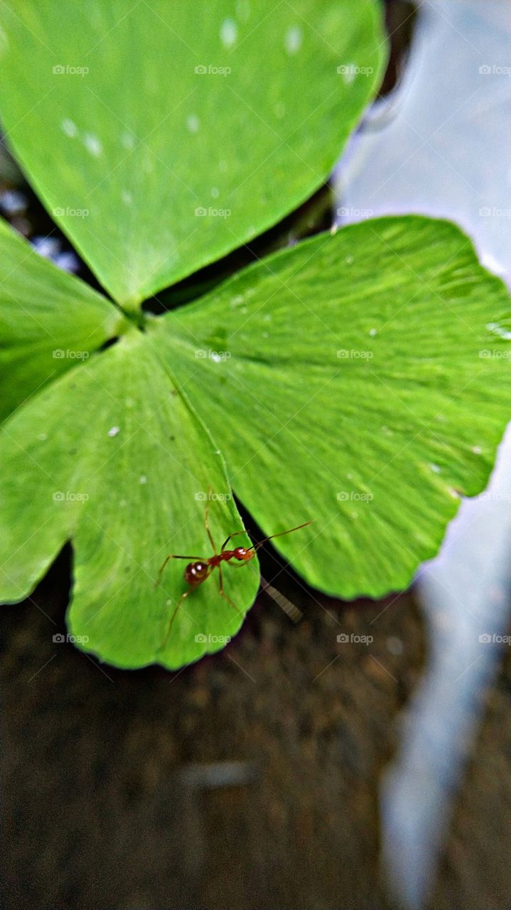 Ants and leaves