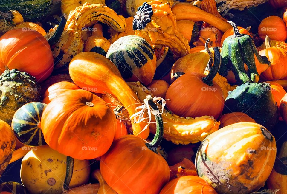 Many different colored gourds—taken in Dyer, Indiana 