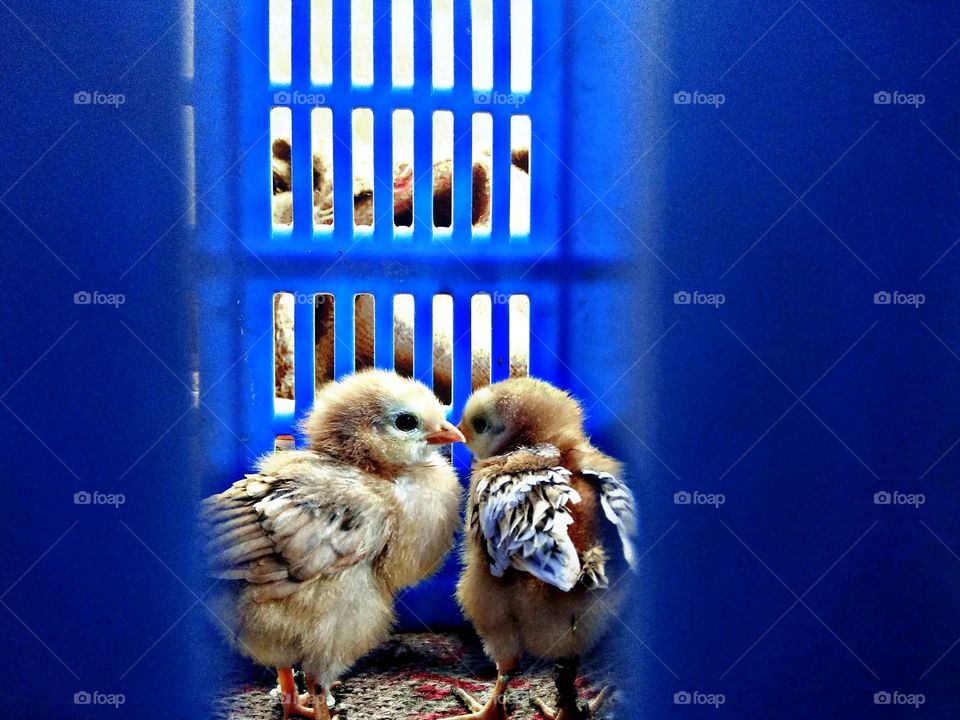 Two chicks in a cage thinking what the f**k is happening.