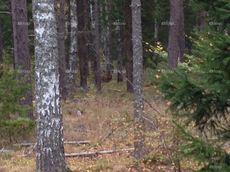 Deer between the trees