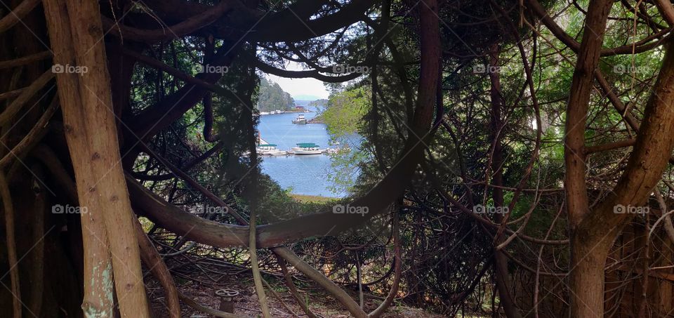 Cove through the branches