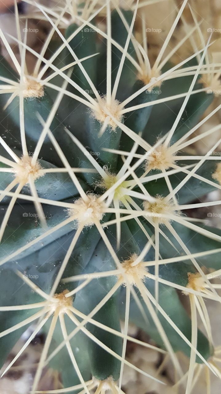 cactus