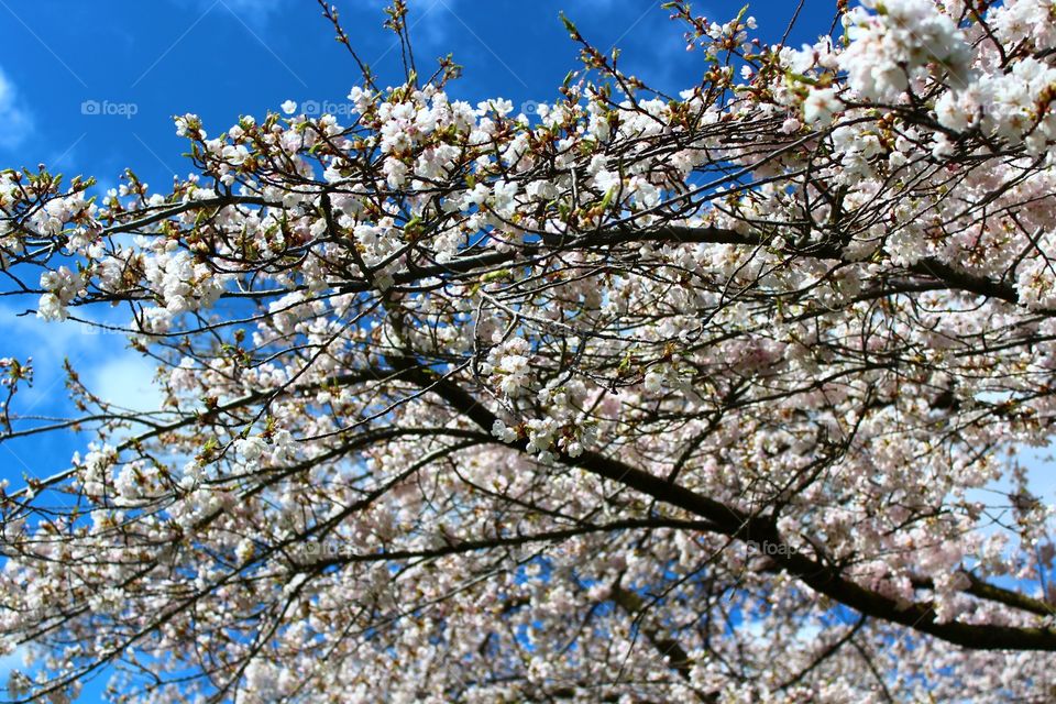Cherry blossoms tree in Vancouver, Canada.