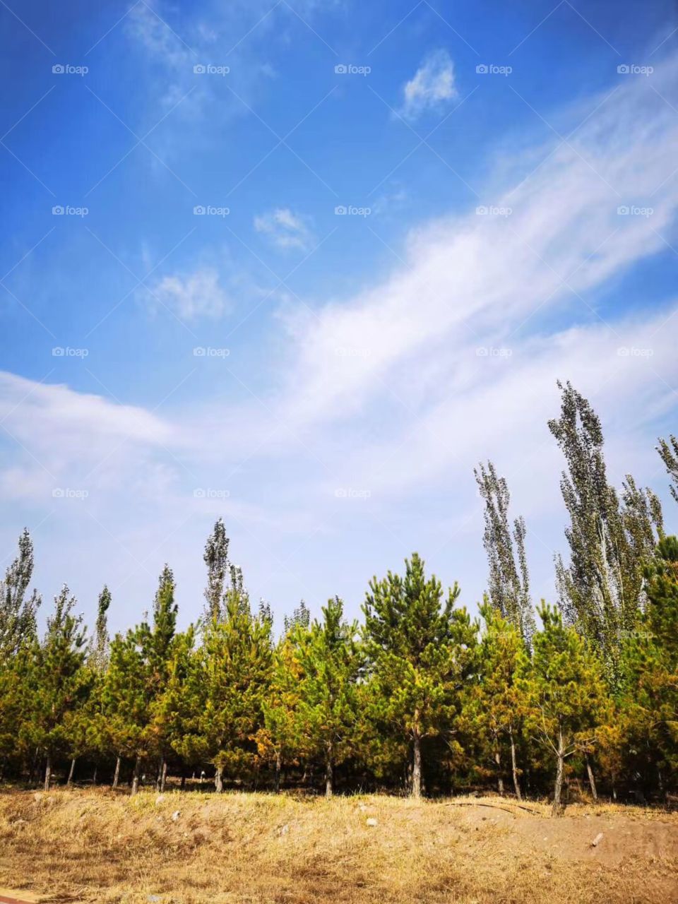 Beautiful sky and trees 