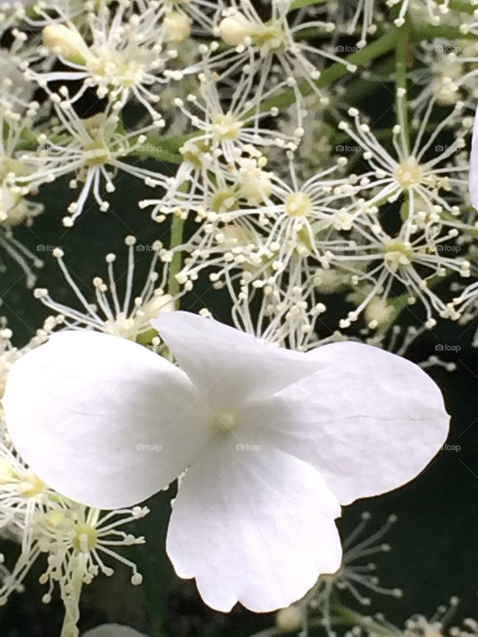 Flowering hydrangea