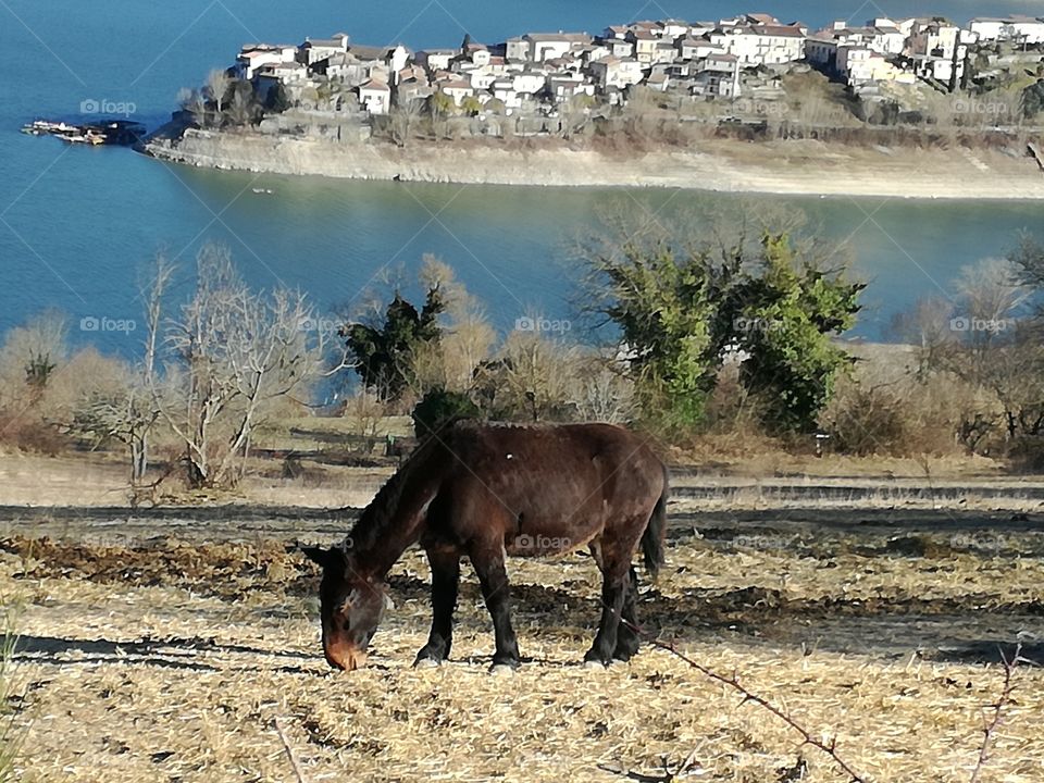 An horse and the lake. What a nice scene