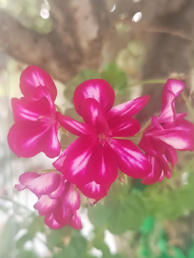 Beautiful flowers