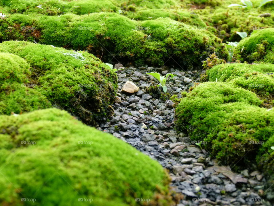 moss