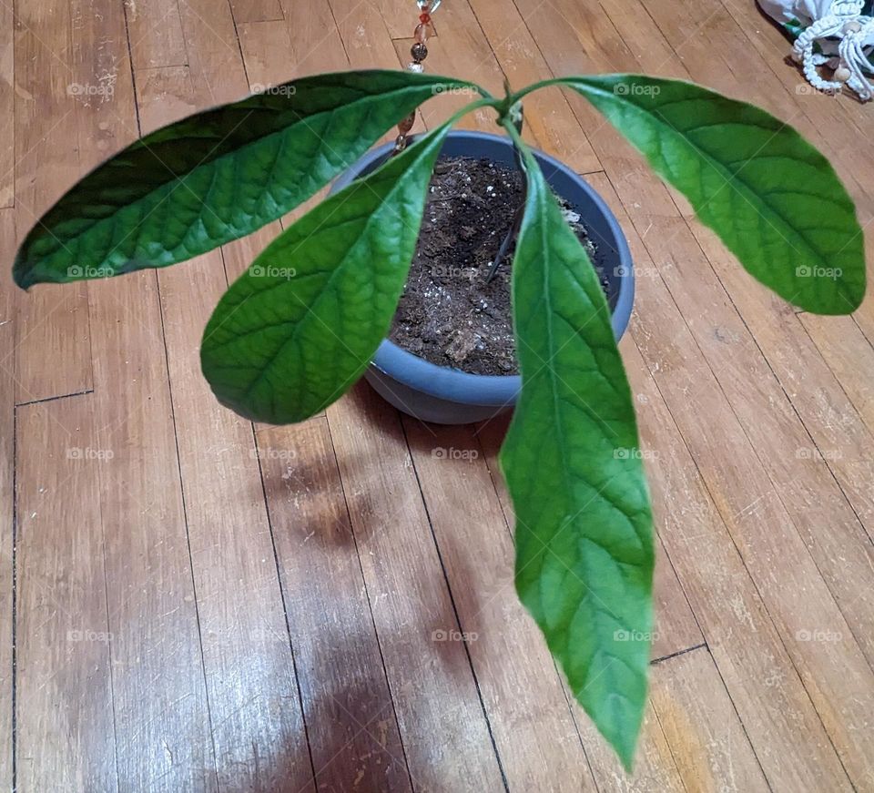 Avocado Plant