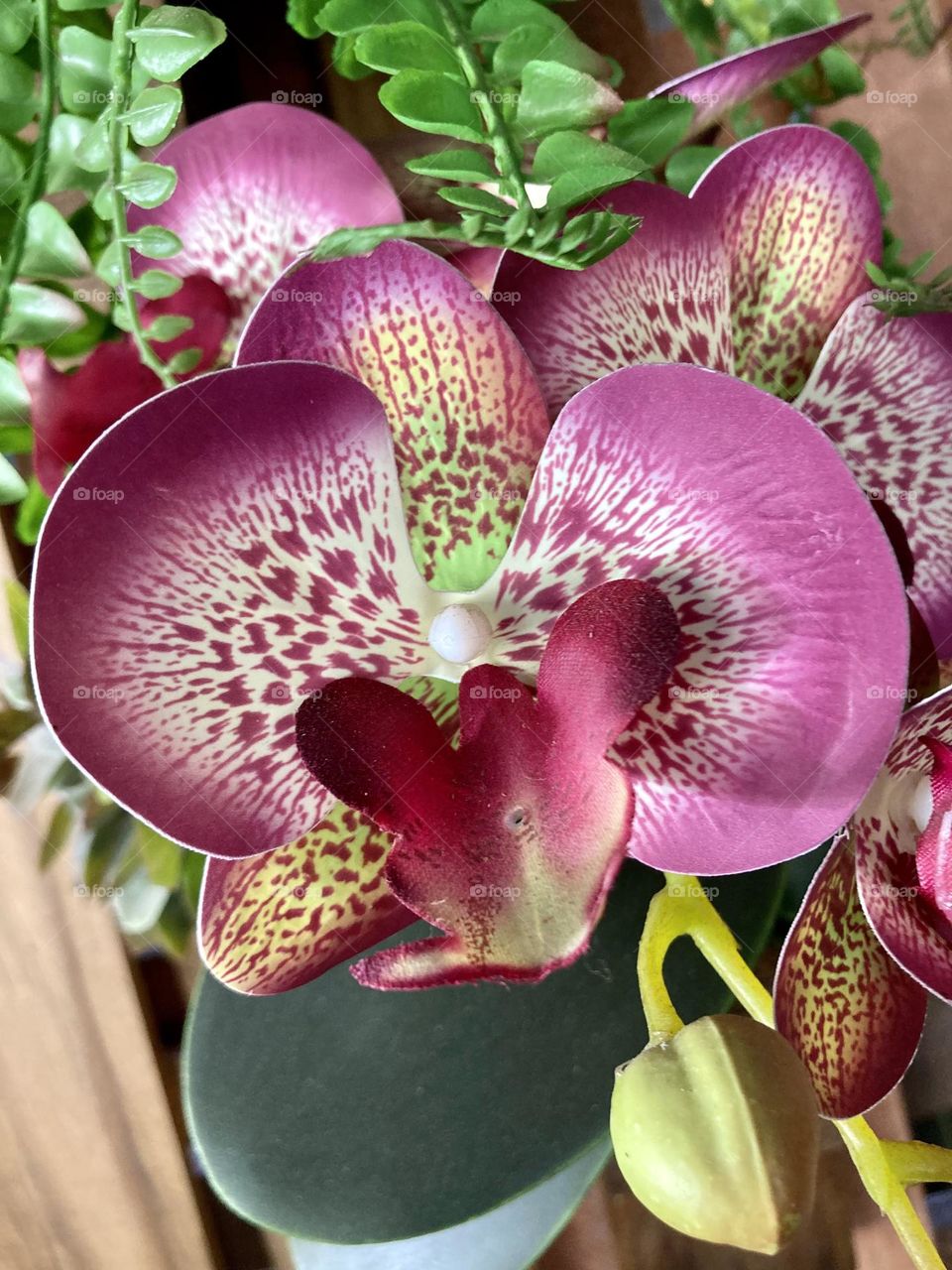 🇺🇸 To make spring so beautiful… orchids! I photographed these in Jundiaí, in the interior of Brazil / 🇧🇷 Para deixar a primavera tão bonita… orquídeas! Essas eu fotografei em Jundiaí, no interior do Brasil 