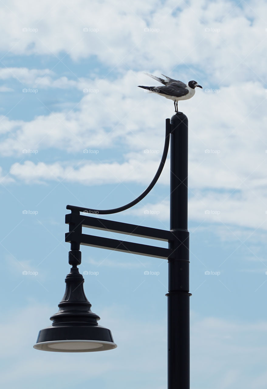 Seagull on street light 