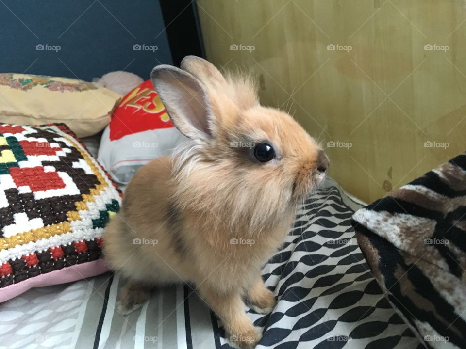 My bunny