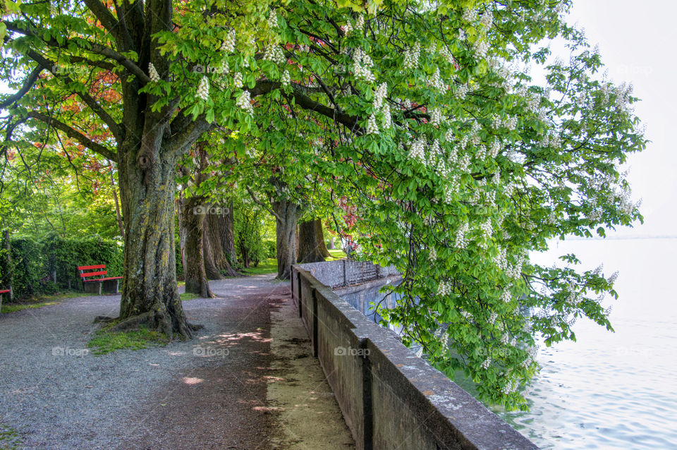 Scenic view of a trees near lake