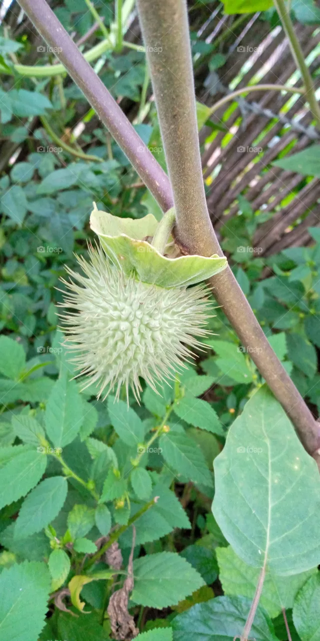 Métel_datura innoxia