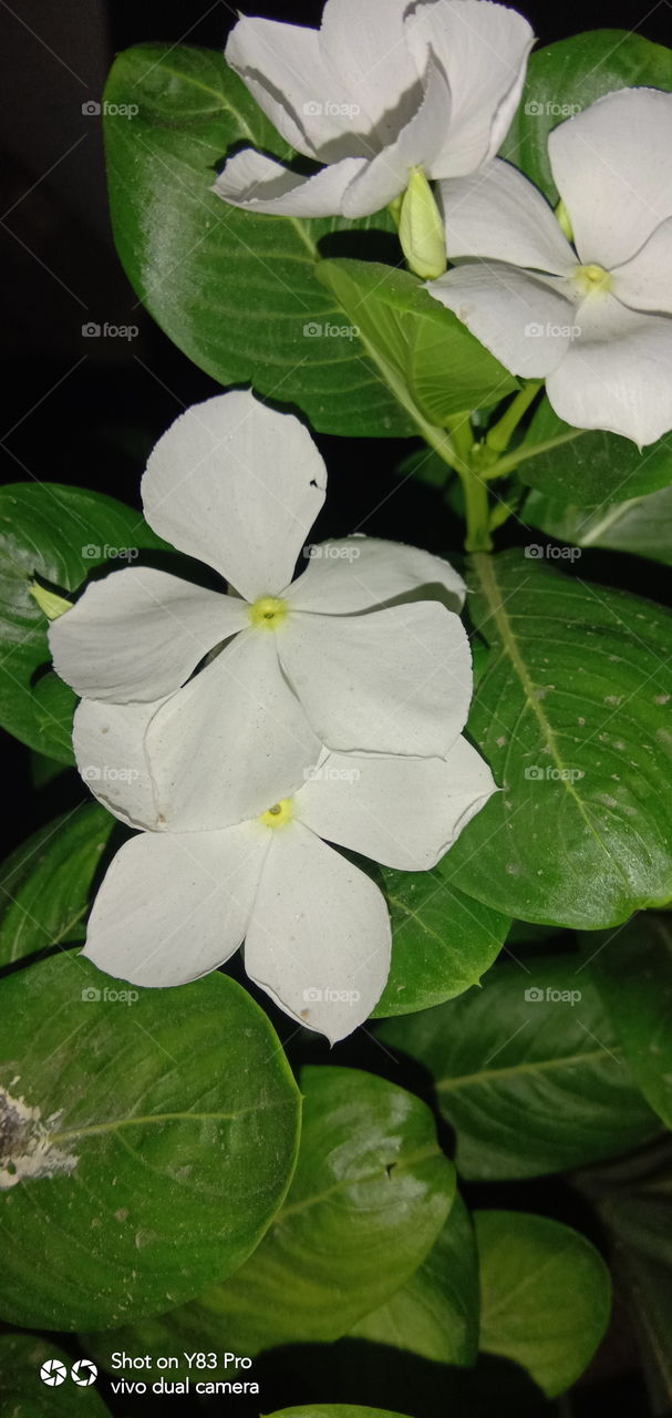 #foap #infoapartemen #foapjuly18 #foapaug18 #foapfeb18 #foapapril17 #foapers #foapjune18 #fotografoaprendiz #sfoapprentices #foaper #infoapartment #foapmission #foapmay18 #foapapr18 #foapit #infoaplikasipaytren #infoapple #foapom #foapjan19 #infoapp 