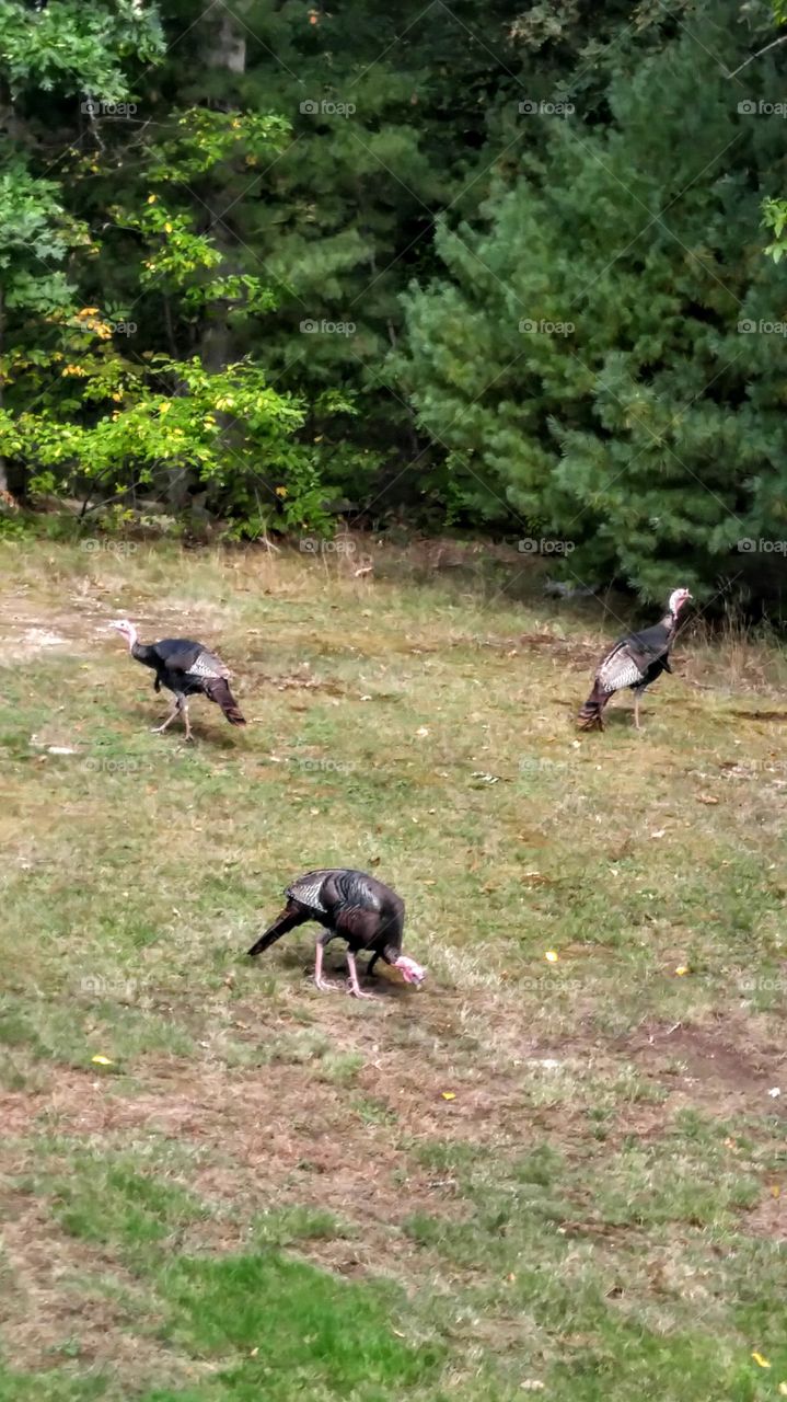 Wild Turkey