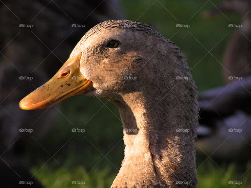 nature animal bird duck by linque